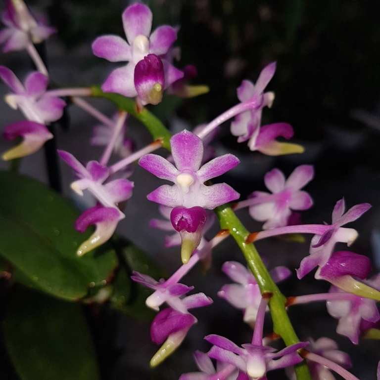 Aerides Quinquevulnera Var Purpurata Orchidhouse Asia