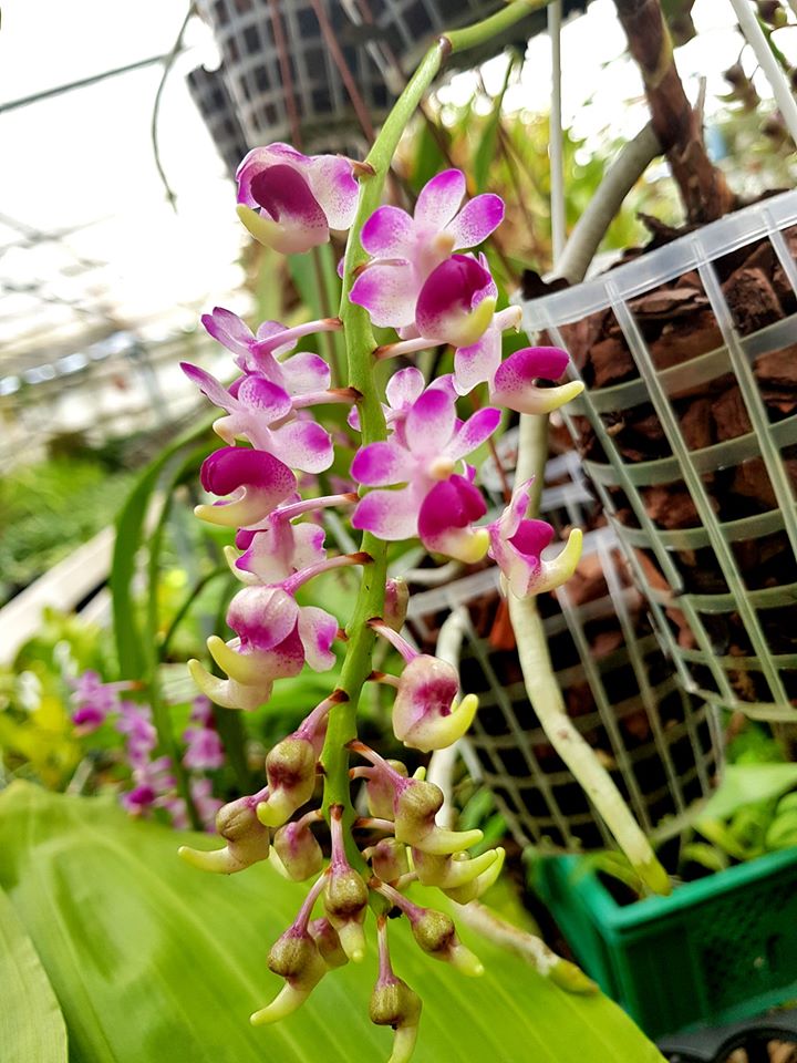 Aerides quinquevulnera var. purpurata | Orchidhouse Asia